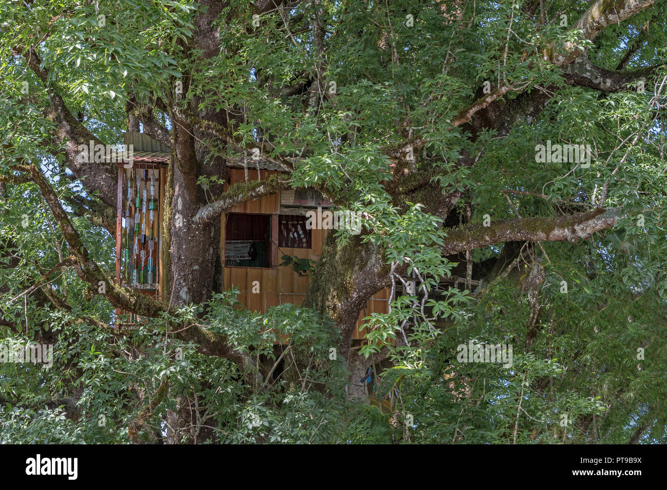 Umweltfreundliche Baumhaus, El Ceibo, Ceiba, San Cristobal, Galapagos, Ecuador Stockfoto