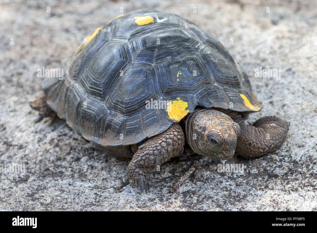2-3 Jahre alt, La Galapaguera Riesenschildkröte Insel San Cristobal Galapagos Ecuador Stockfoto