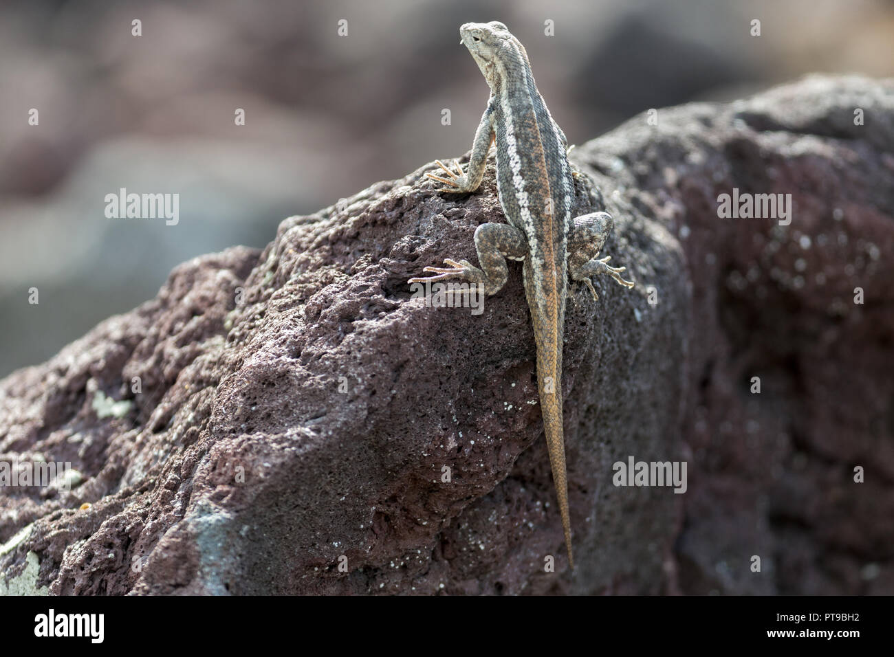 San Cristóbal lava Eidechse, Microlophus bivittatus, Puerto Baquerizo Moreno, Insel San Cristobal Galapagos, Ecuador Stockfoto