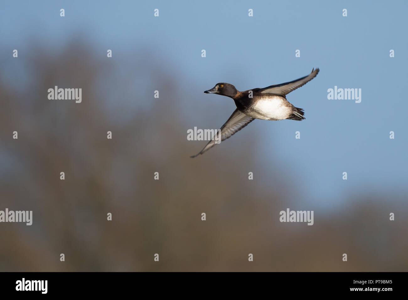 Wild UK tufted Ente (Aythya fuligula) isoliert in der Luft Flug. Fliegende weibliche Ente, Flügel verbreiten sich offen gleitend in der Luft. Britische Enten. Speicherplatz kopieren. Stockfoto