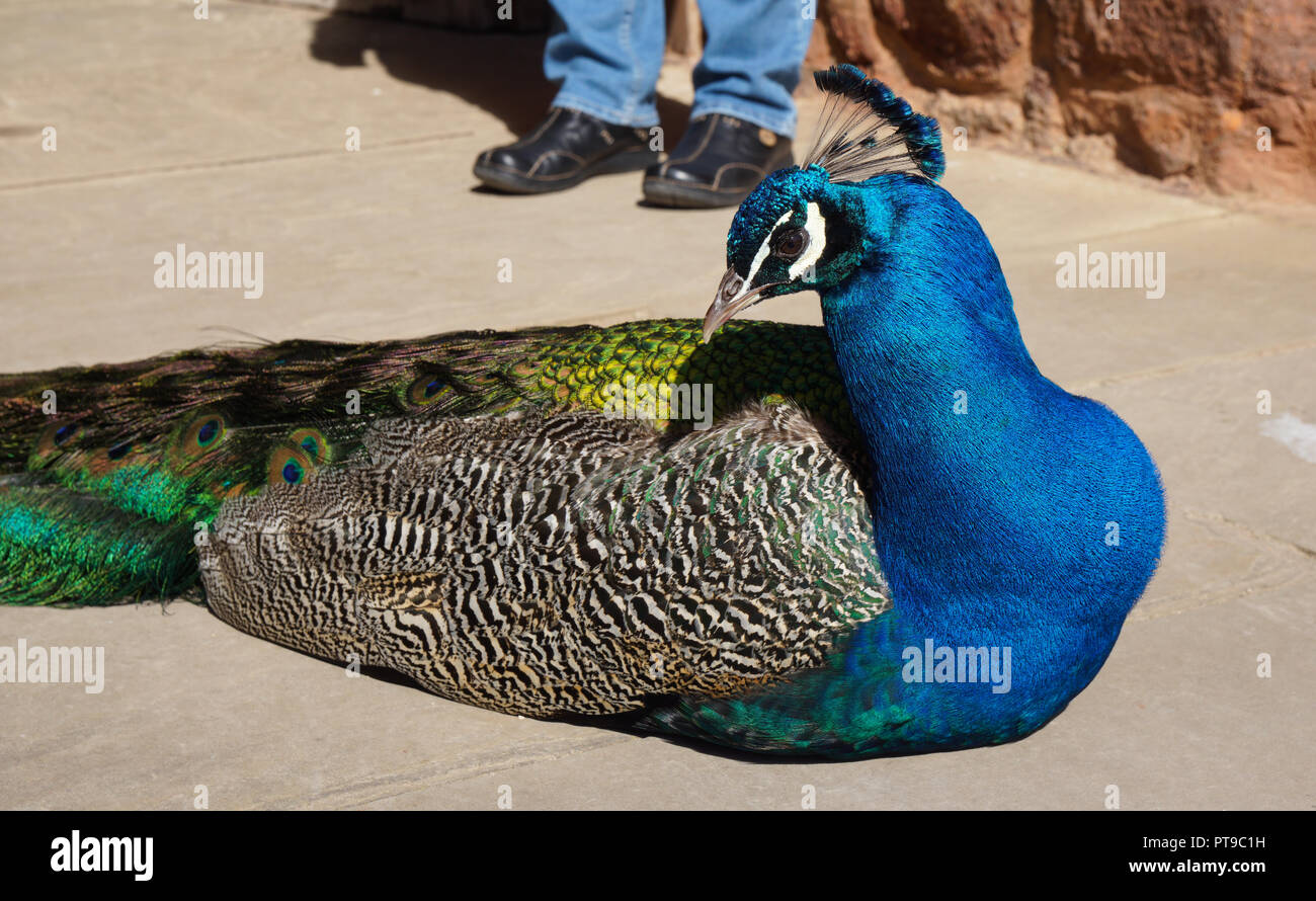 Eine sehr bunte Pfau, Resident in Powis Castle, in der Nähe von Banchory. Bild im April 2016 übernommen. Stockfoto