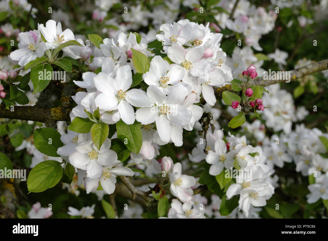 Apfelbaum in der Blüte (Suzanne's Garden, Le Pas, Mayenne, Pays de la Loire, Frankreich). Stockfoto