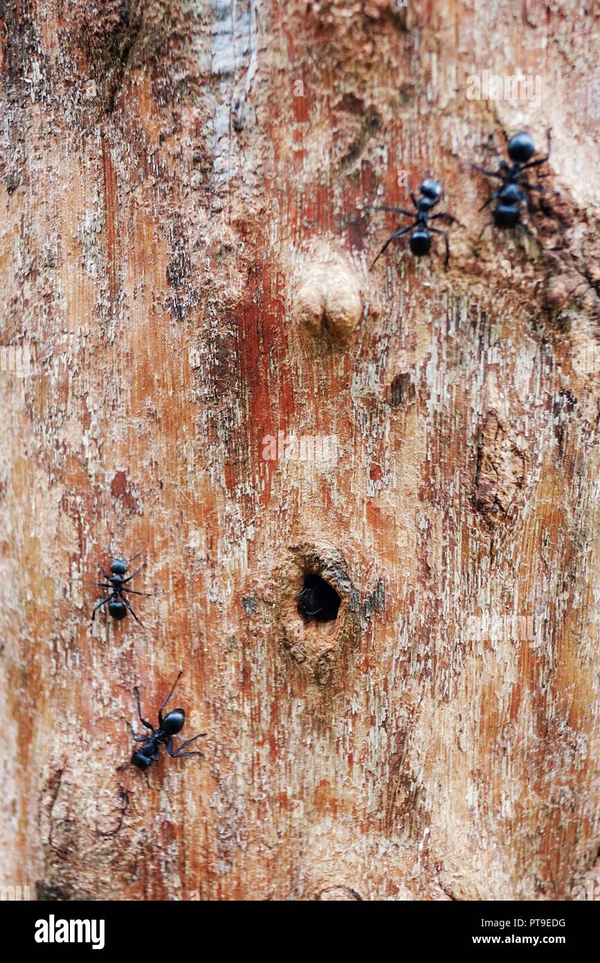 Nahaufnahme der Ameisen zu Fuß nach oben und unten auf einem roten Baum anmelden Stockfoto