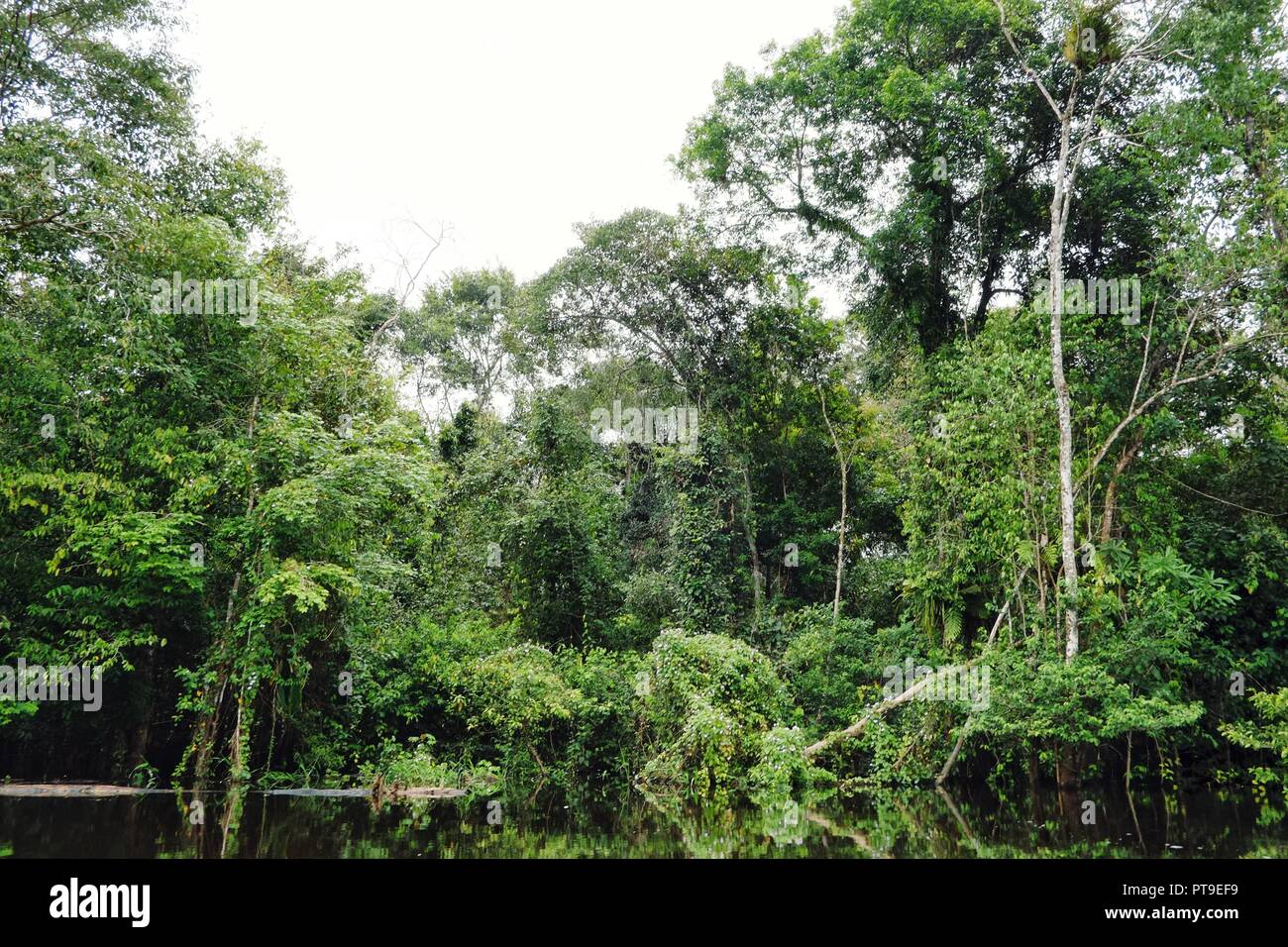 Regenwald Dschungel während der Regenzeit überflutet mit schönen Reflexion Stockfoto