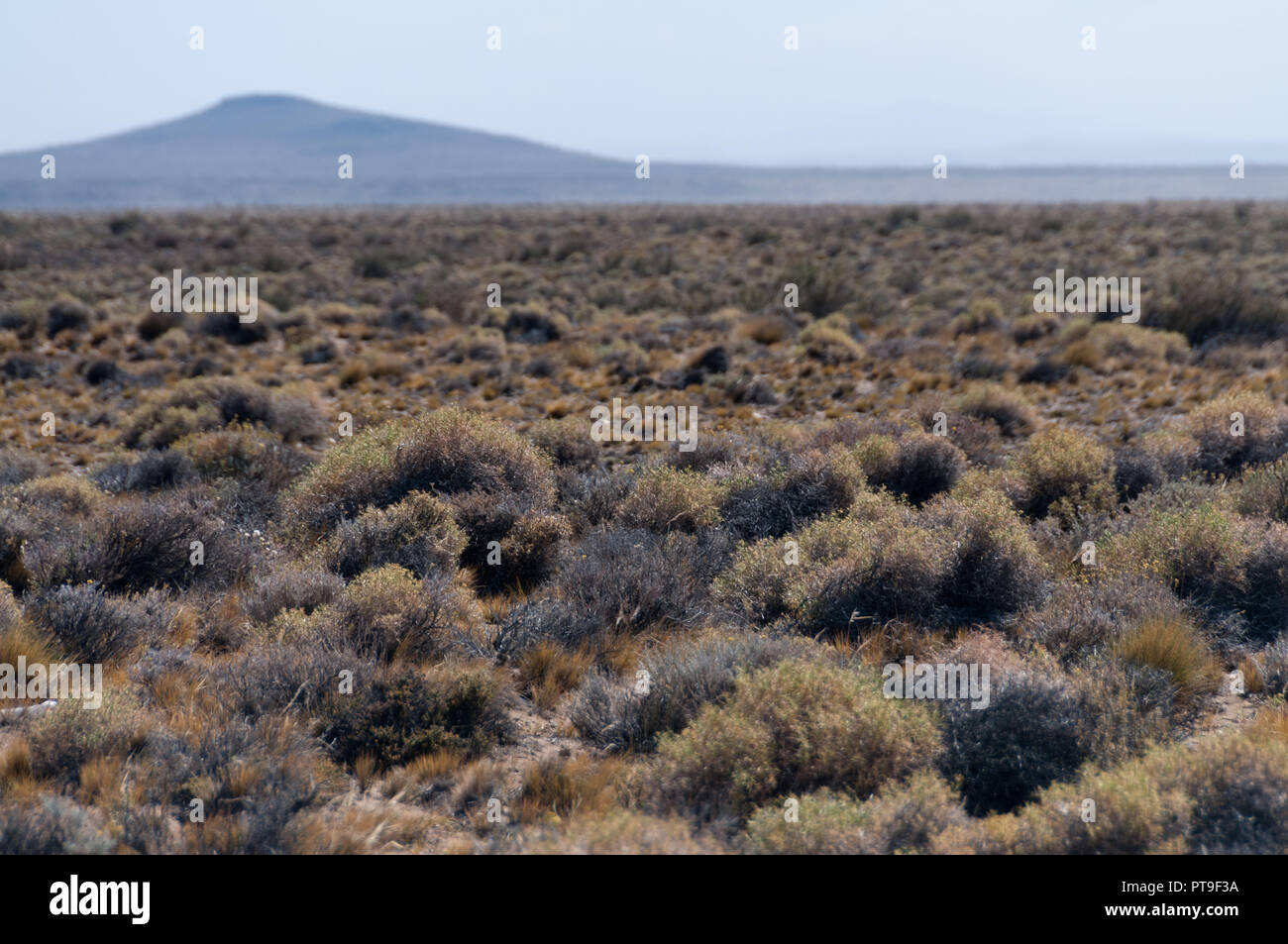 Landschaft entlang der Route 40, durch die patagonische Wüste in Argentinien. Stockfoto