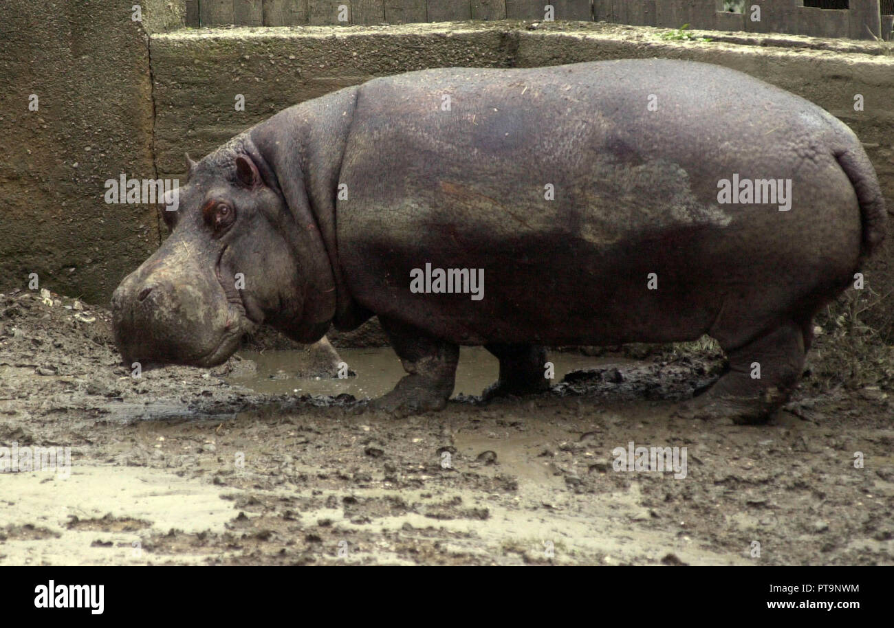 Hippo Slavek starb im Alter von 38 im Prager ZOO, die Tschechische Republik, 6. Oktober 2018. Foto Tief betont männlich hippo Slavek wütend schaut aus seinem Gehege im Prager Zoo am Samstag, 17. August 2002. Slavek fehlte vermutlich ertrunken, nachdem die Flutwelle der Zoo schlug drei Tage früher und völlig untergetaucht ist hippo Pavillion. Aber er wie durch ein Wunder wieder schockiert und hungrig am Freitag nur um herauszufinden, dass seine Begleiterin während der Flut gestorben. Mehrere andere große Tiere und hat es nicht geschafft durch die Überschwemmungen und 35-jährige männliche Indischer Elefant Kadira. Mehrere Dutzend Vögel ein Stockfoto