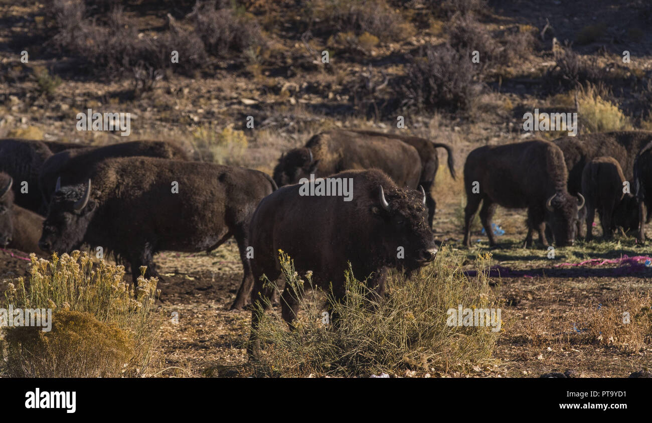 Utah, USA. 5. Okt, 2018. Ein gehört von Bison in einem Tal über Zion National Park in Utah gemeiner. Credit: L.E. Baskow/ZUMA Draht/Alamy leben Nachrichten Stockfoto