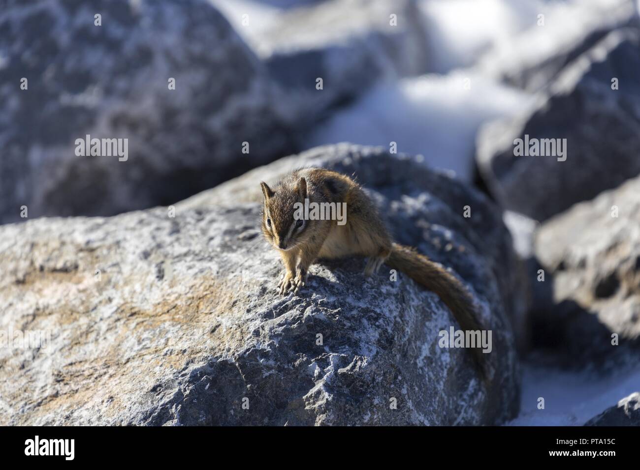 Streifenhörnchen (Tamias Sciuridae) Stein Kaninchen Tier steht auf Rock und Mooching für Lebensmittel in den kanadischen Rocky Mountains. Stockfoto