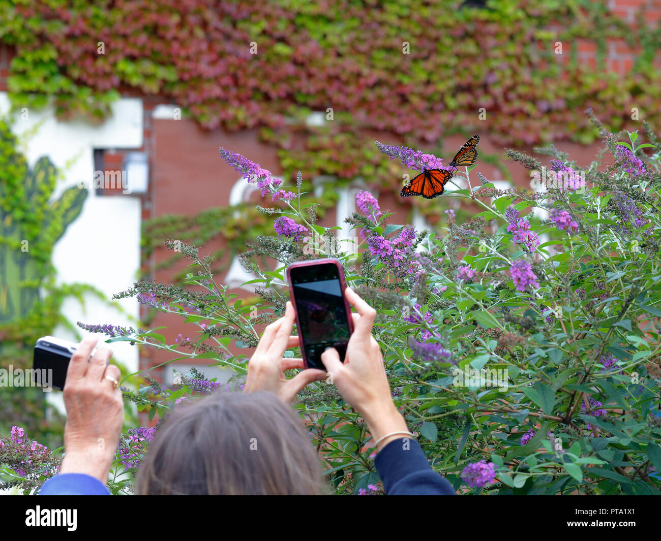 Leute mit Smartphones fotografieren ein Paar Monarchschmetterlinge auf einer Blume Stockfoto