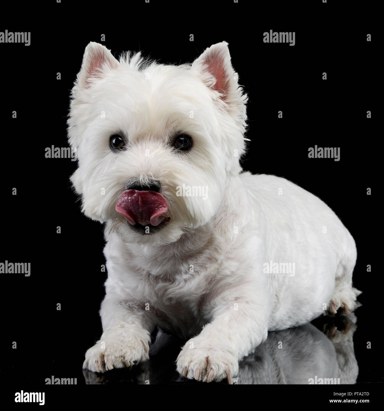 Studio Schuss eine niedliche West Highland White Terrier liegend auf  schwarzen Hintergrund Stockfotografie - Alamy