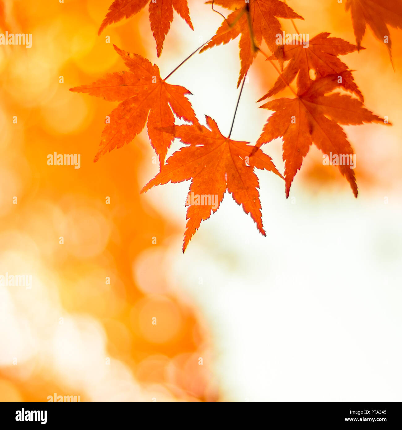 Herbstliche Hintergrund, leicht defokussiert rote Ahornblätter Stockfoto
