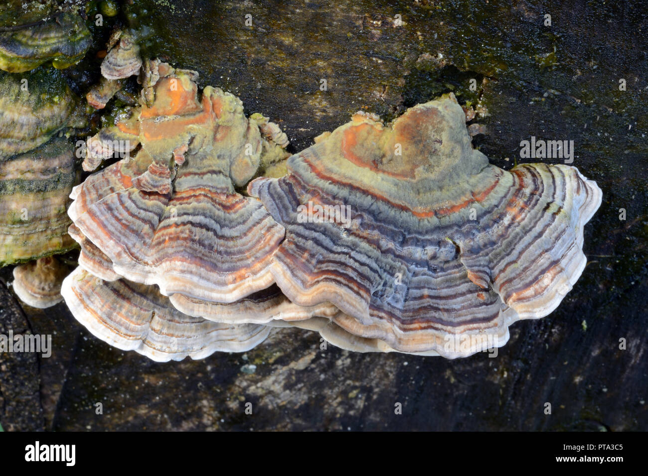 Die polypore Pilz Trametes versicolor (Türkei Schwanz) ist vor allem auf die toten Hartholz gefunden, und am Häufigsten tritt in Wäldern auf der ganzen Welt. Stockfoto