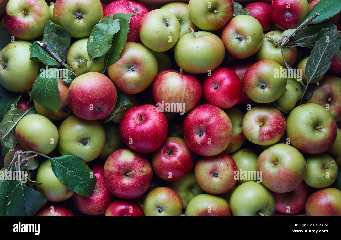 Frisch geerntete organische Äpfel in Holzkiste. Große Gruppe von frischen Äpfeln vom Bauernhof. Stockfoto