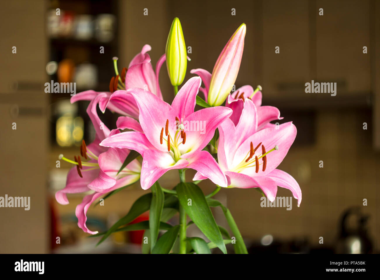 Bluhende Rosa Lilie Blumen Blutenblatter Rosa Farbe Braun Staubgefassen Pistil Grune Burgeons Guter Hintergrund Fur Eine Website Uber Blumen Natur Kunst Und Blumenstrausse Stockfotografie Alamy
