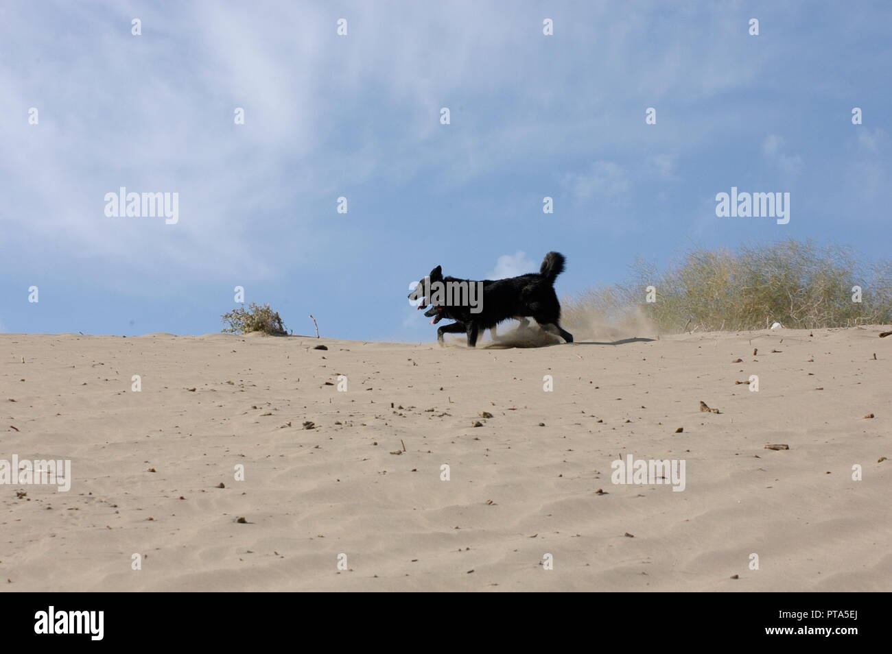 Hund in der Wüste Stockfoto
