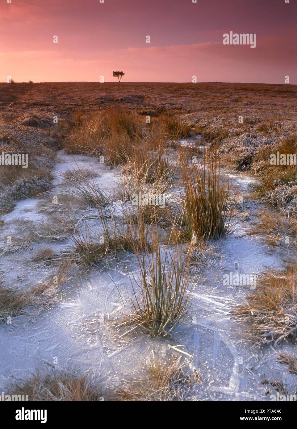 Egton Moor, North Yorkshire, 2010. Schöpfer: Mike Kipling. Stockfoto