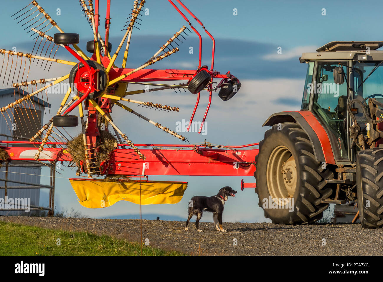 Landwirtschaftliche Geräte und ein Hund, Island Stockfoto