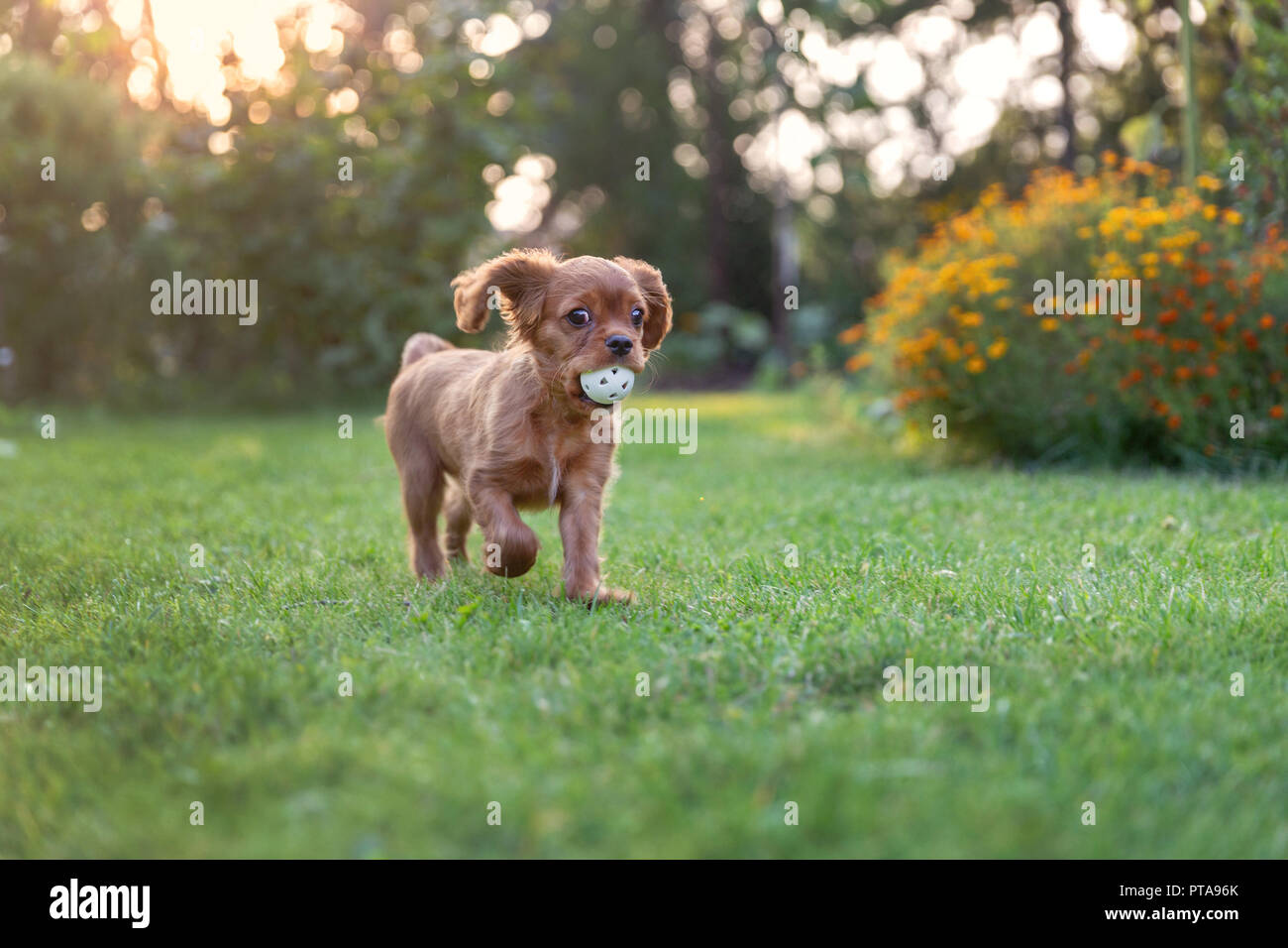 Gerne Welpen das Spiel mit dem Ball im Abendlicht Stockfoto