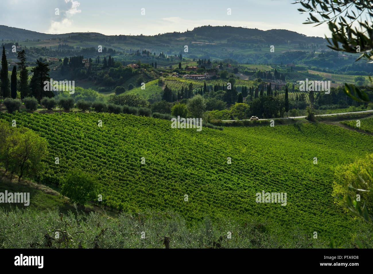 Olivenhaine und Weinberge und toskanische Landschaft um San Gimignano, Toskana, Italien, Europa Stockfoto