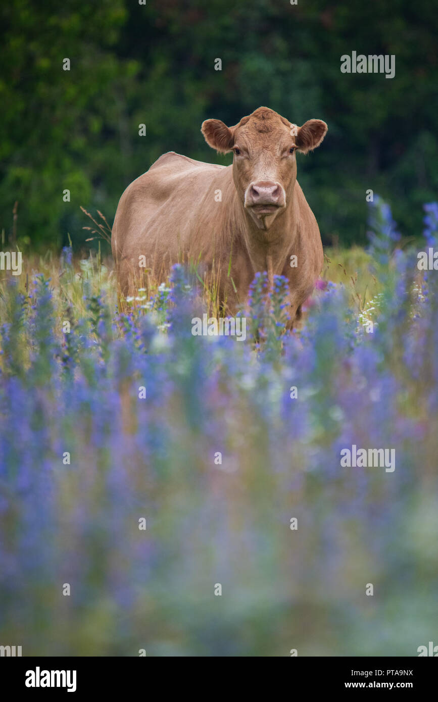 Eine Kuh in einem Feld von Kuh vetch Am Carden Alvar Provincial Park in der Kawartha Lakes Region von Ontario, Kanada. Stockfoto