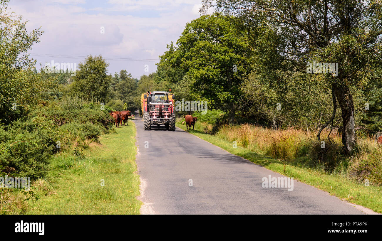 Dorset, England, Großbritannien - 8 August, 2013: der Landwirt fährt ein Traktor eingelegt mit Heuballen in Heide im Süden von Dorset, wo Kühe freier Bereich zu wechseln. Stockfoto