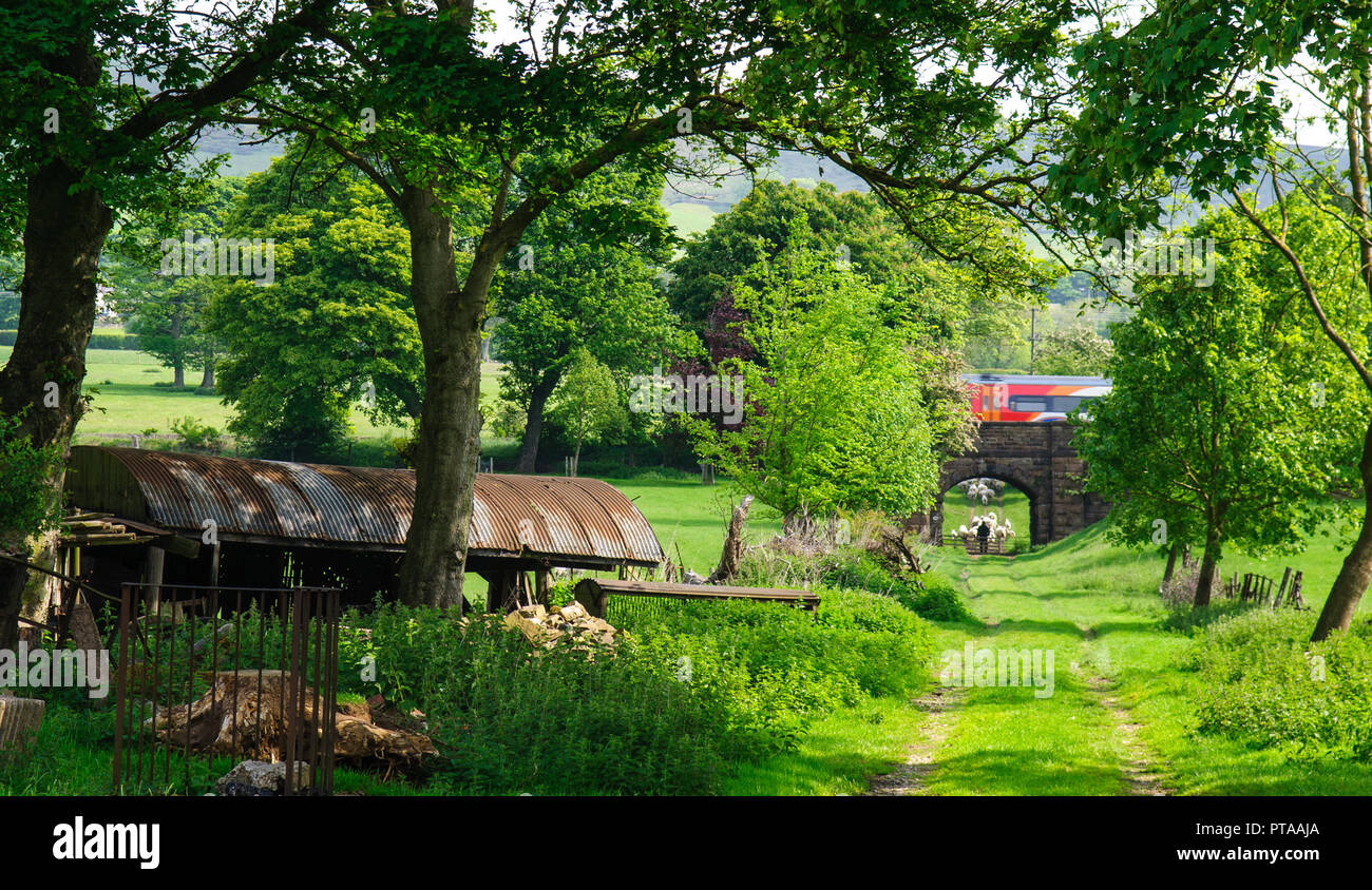 Edale, England, Großbritannien - 19 Mai, 2011: Der landwirt Herden Schafe auf einem Feldweg in der pastoralen Landschaft der Edale in Derbyshire Peak District, während ein Eas Stockfoto