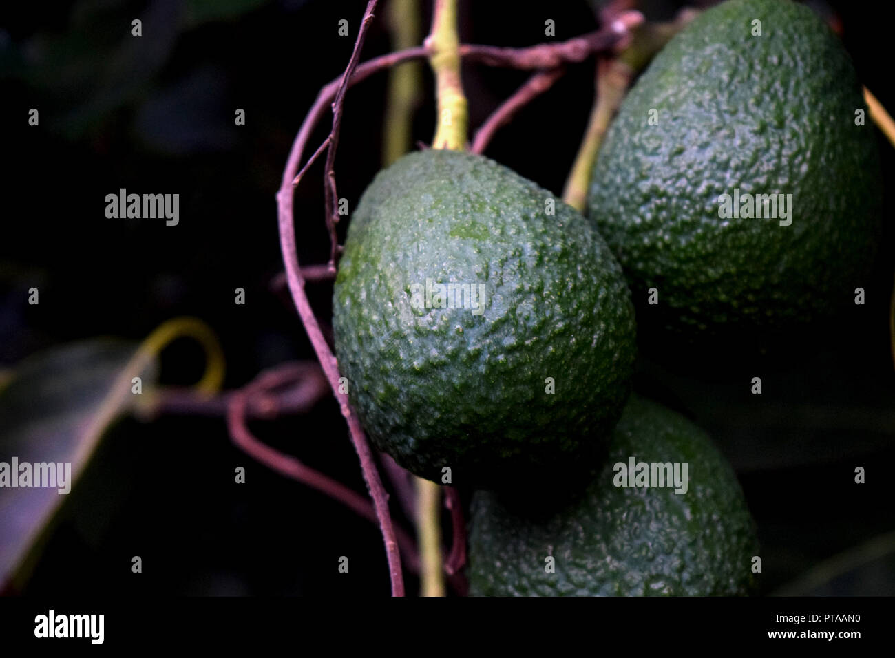 Avocado Baum, frische Avocados auf der Rebe Stockfoto