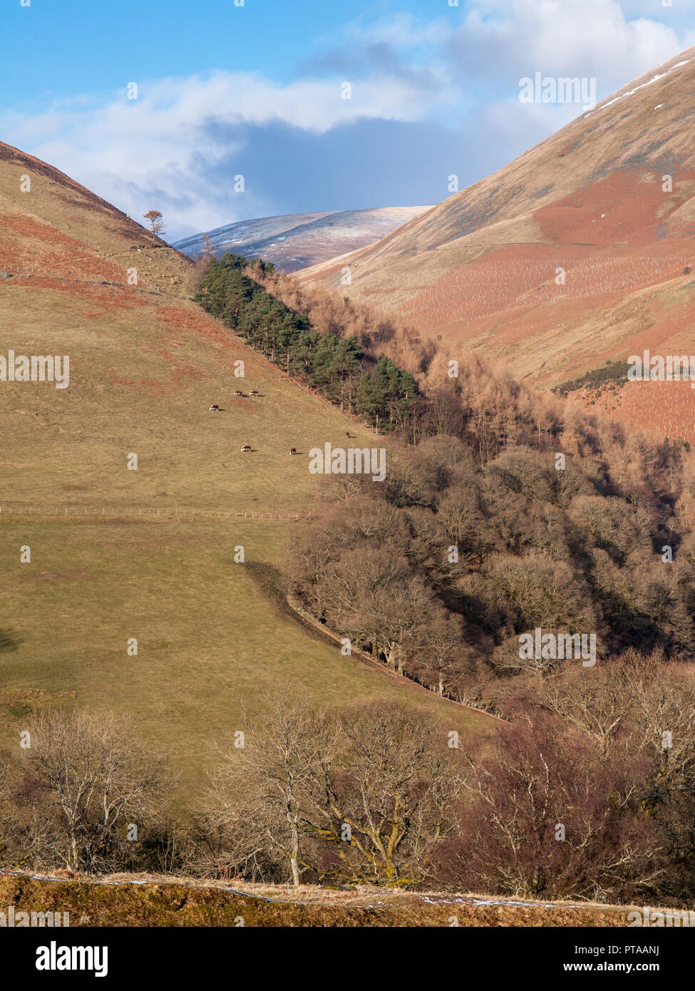 Kühe grasen neben einem bewaldeten Tal auf den steilen Berghang von Skiddaw in England Lake District National Park. Stockfoto