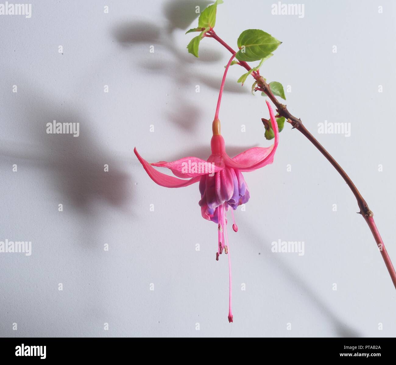 Rote Knospen von Pink Blumen. Blumenzucht. Close Up Stockfotografie