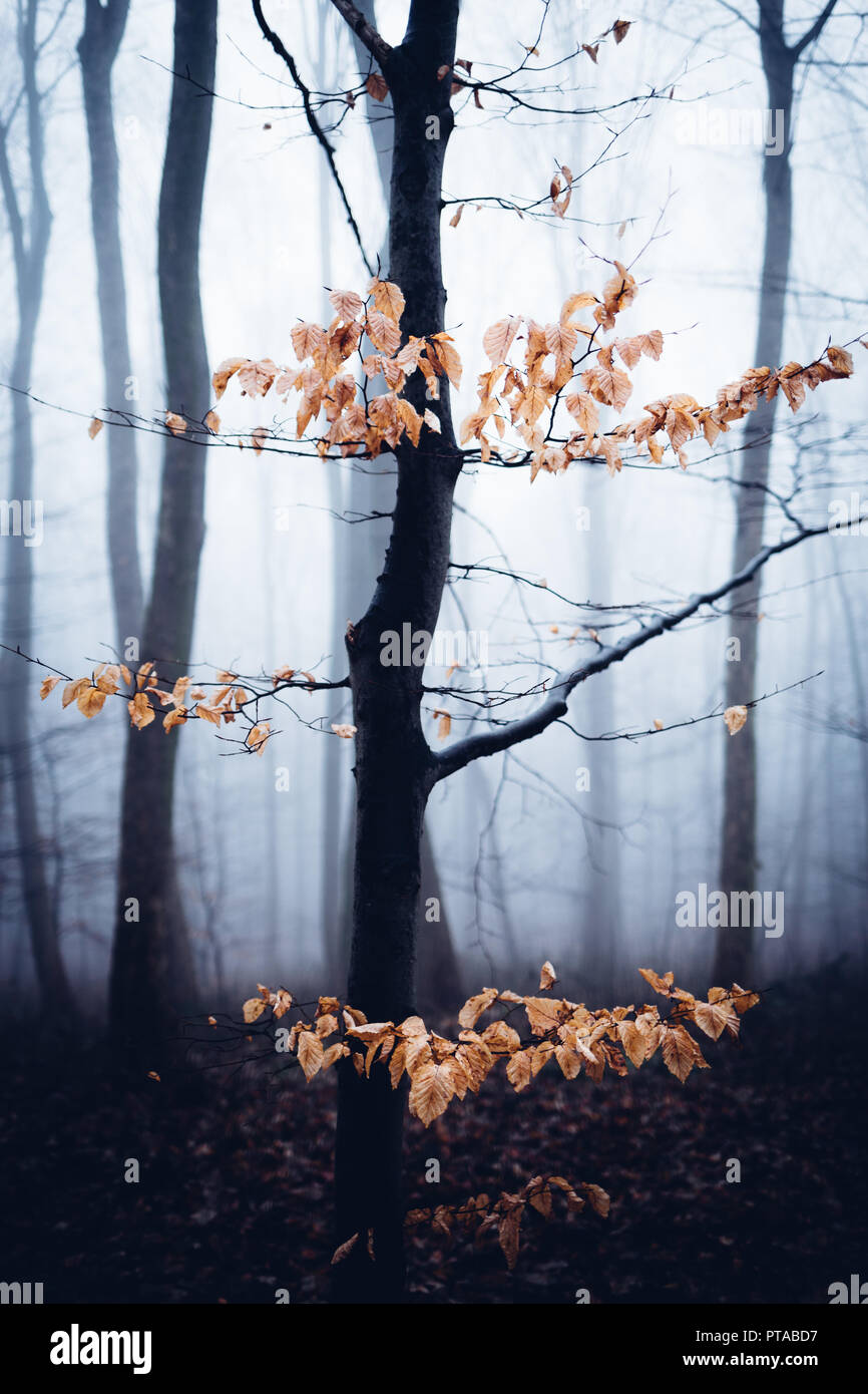 Kleine mystische Bäume im Herbst Nebel Wald Stockfoto