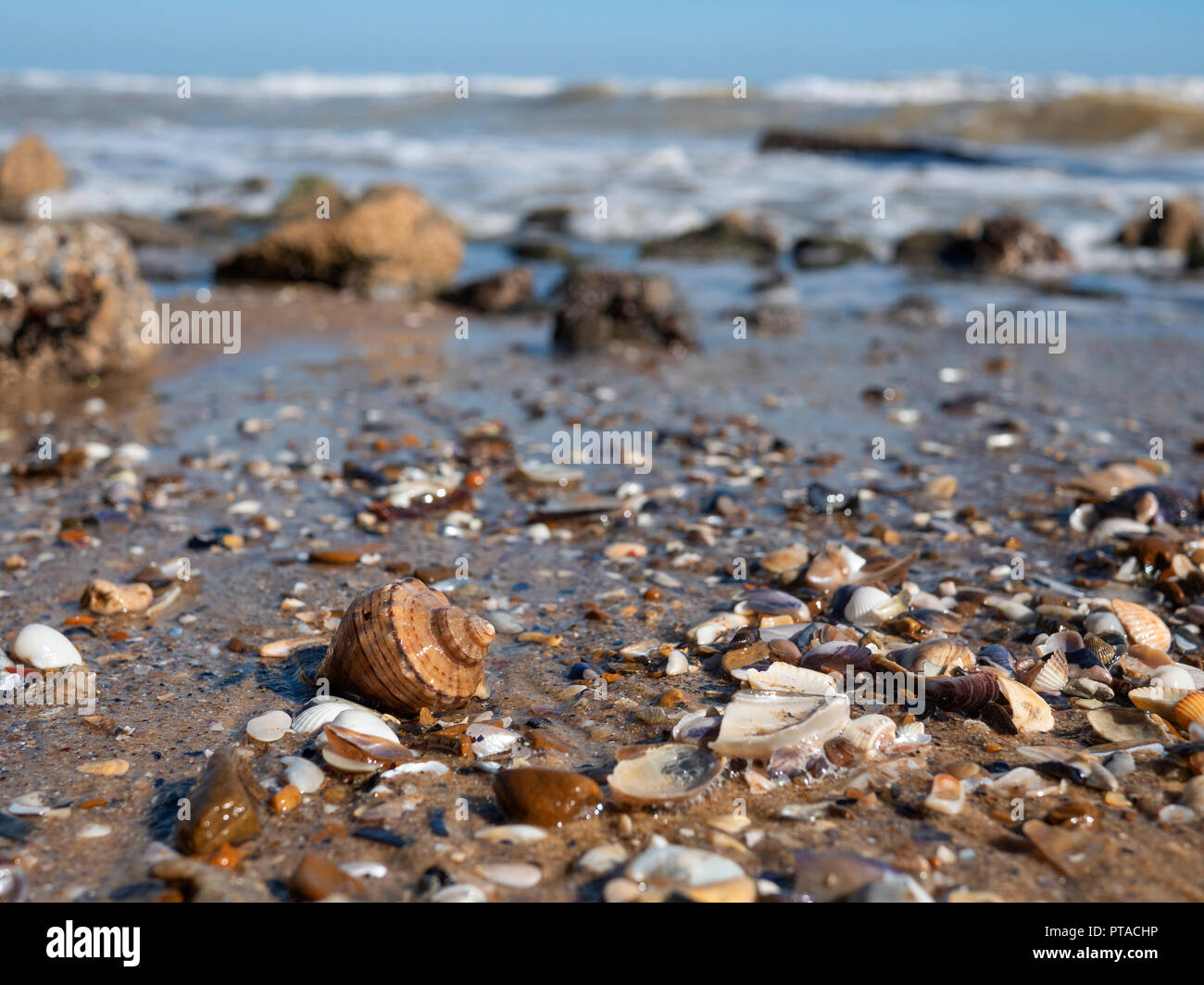 Eine leere Hülle von rapana Muschel an einem Sandstrand mit einem Surf Wave und einige Steine in der Hintergrund sichtbar Stockfoto