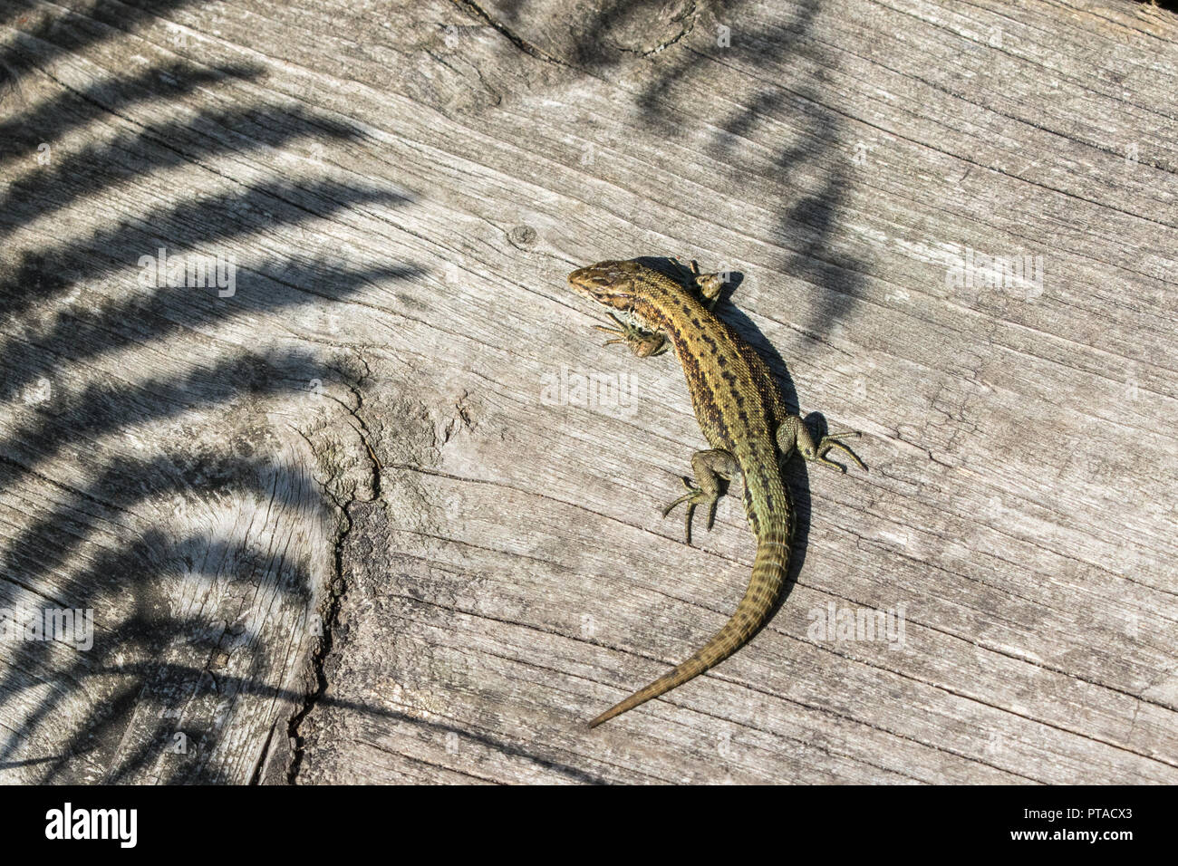 Eine Nahaufnahme von einem gemeinsamen Eidechse (Lacerta Zootoca Vivipara) sonnen sich auf der Promenade am Thursley gemeinsame nationale Natur-Reserve Stockfoto