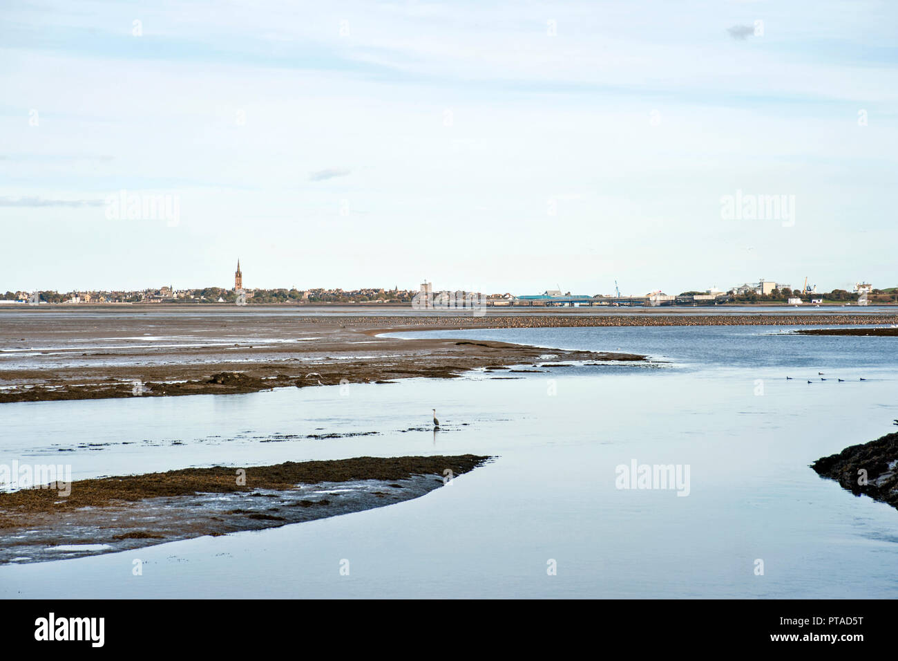 Blick über Wattenmeer von Montrose Becken der Stadt Montrose bei Ebbe. Stockfoto