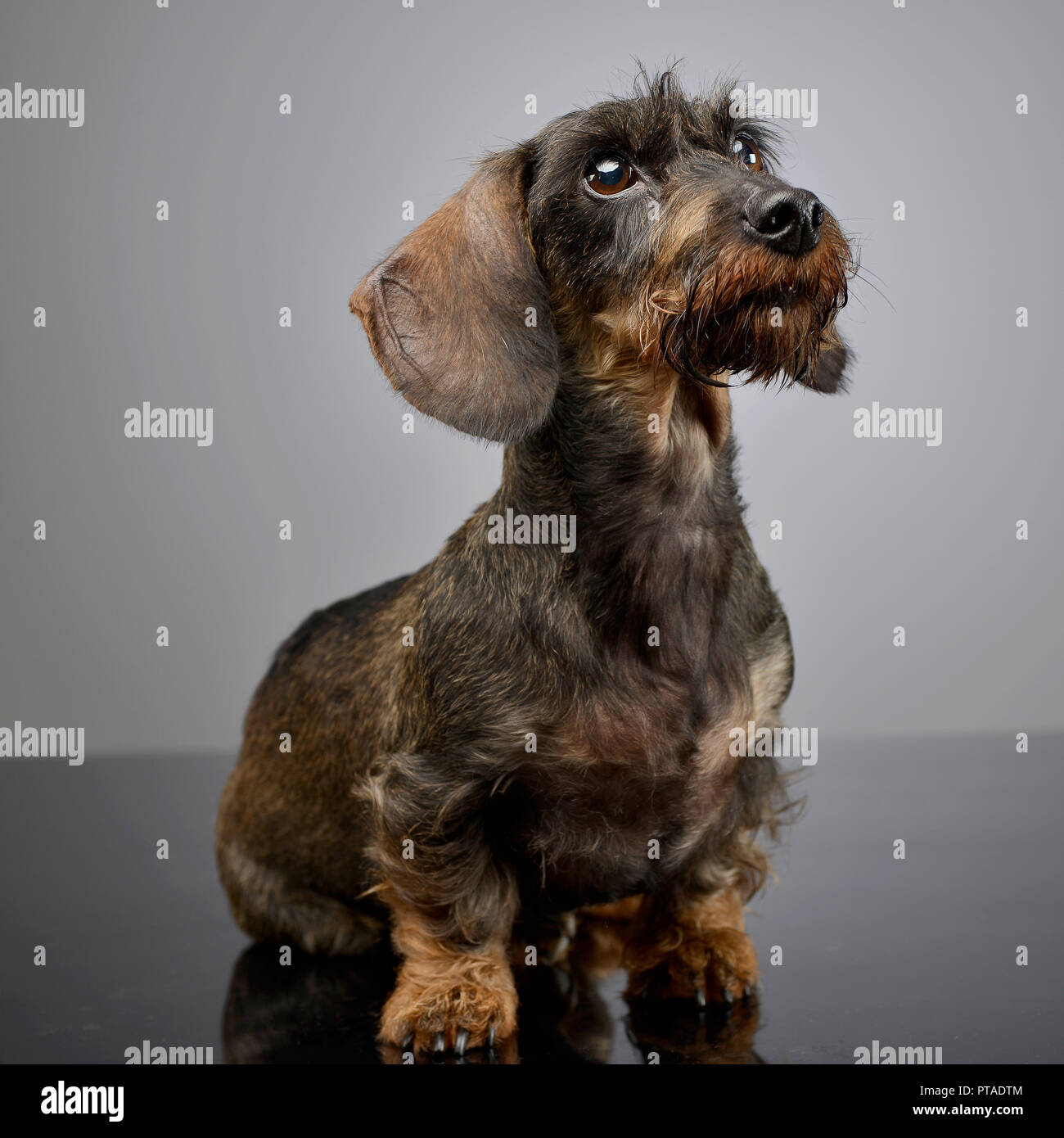 Studio geschossen von einem entzückenden Kabel behaartes Dackel sitzend auf grauen Hintergrund. Stockfoto