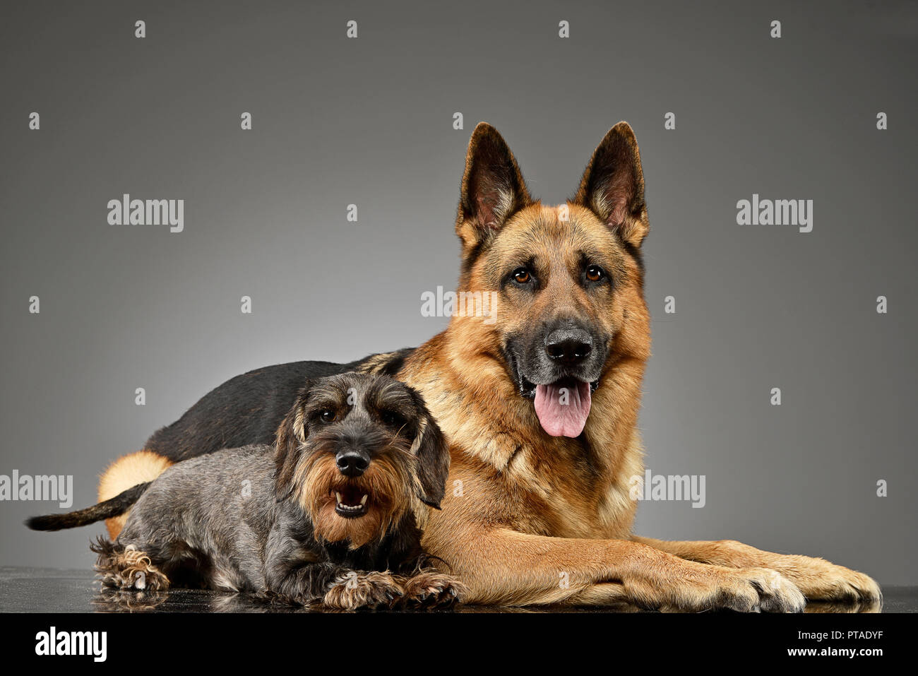 Studio geschossen von einem entzückenden Kabel behaartes Dackel und ein  Schäferhund Hund liegend auf grauem Hintergrund Stockfotografie - Alamy