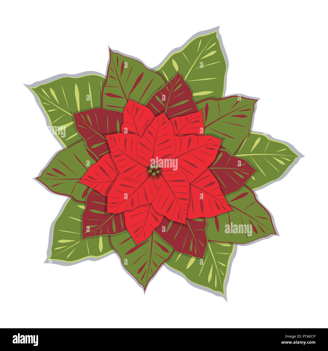 Der Weihnachtsstern Euphorbia Pulcherrima Vector