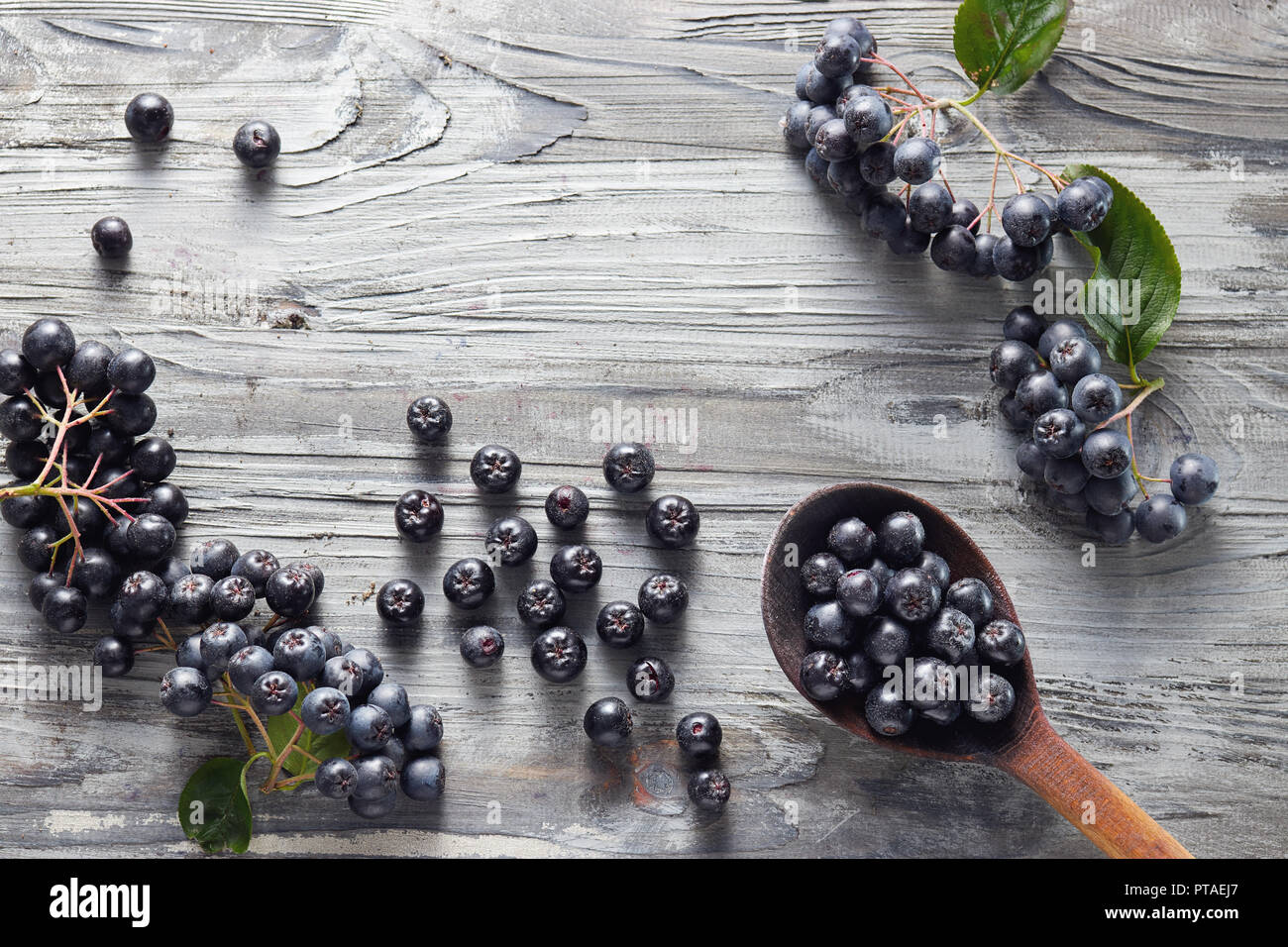 Löffel, frisch gepflückt homegrown Aronia Beeren und daneben. Aronia, allgemein bekannt als die Aronia, mit Blättern Stockfoto