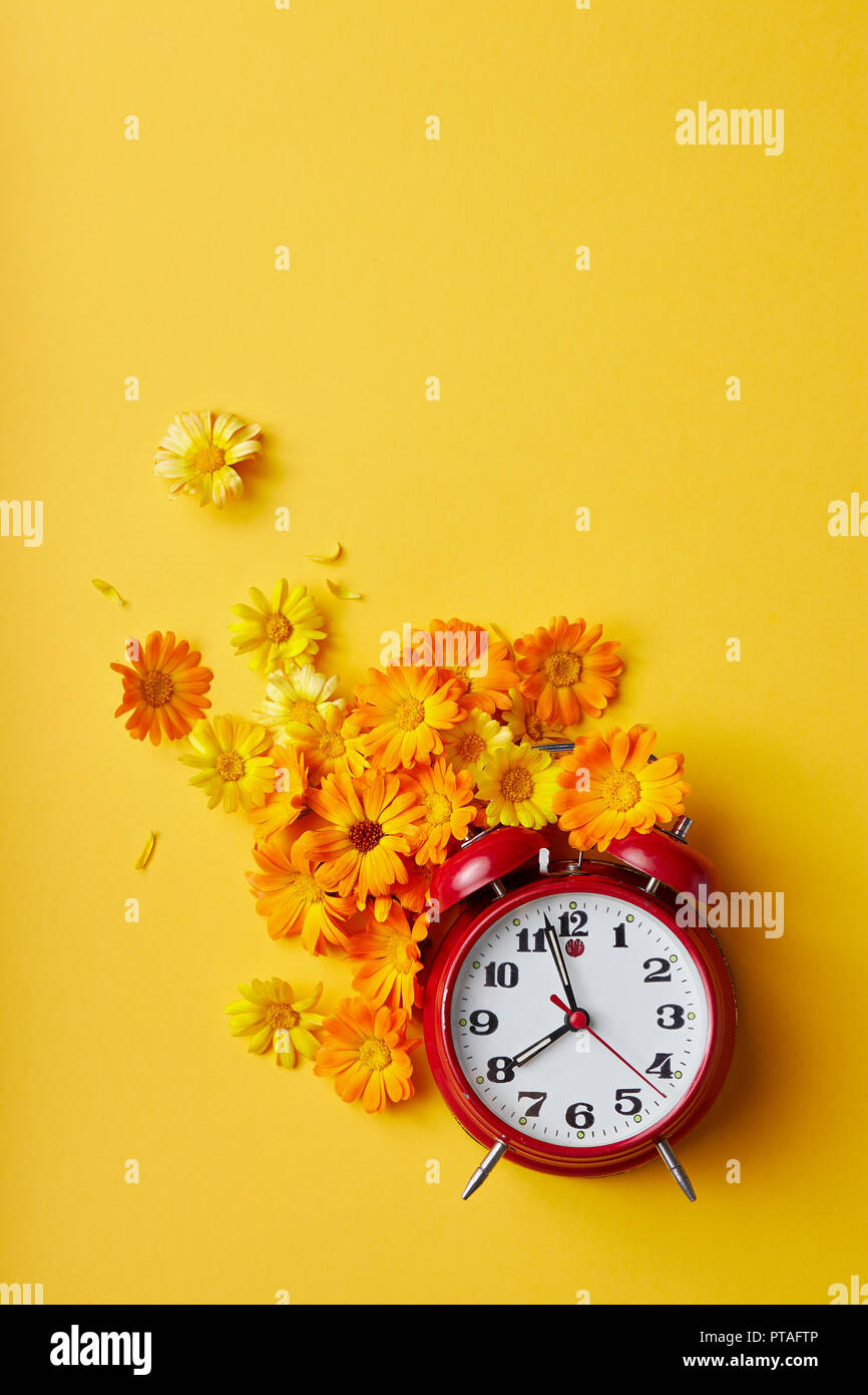 Red vintage Wecker und Ringelblume blühen auf gelben Hintergrund. Stockfoto