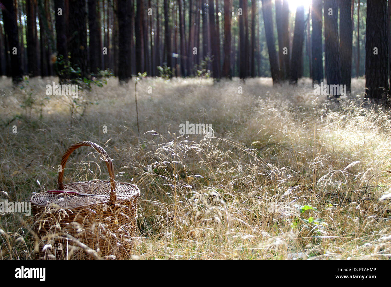 Frischen Herbstmorgen im Wald. Korb mit Messer auf Gras im Wald - bereit für saisonale Pilze sammeln. Stockfoto