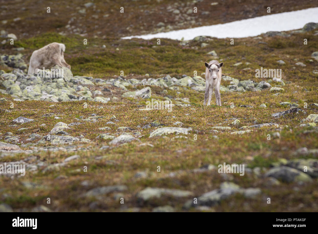Rentiere in den Bergen von femundsmarka Nationalpark in Norwegen. Stockfoto