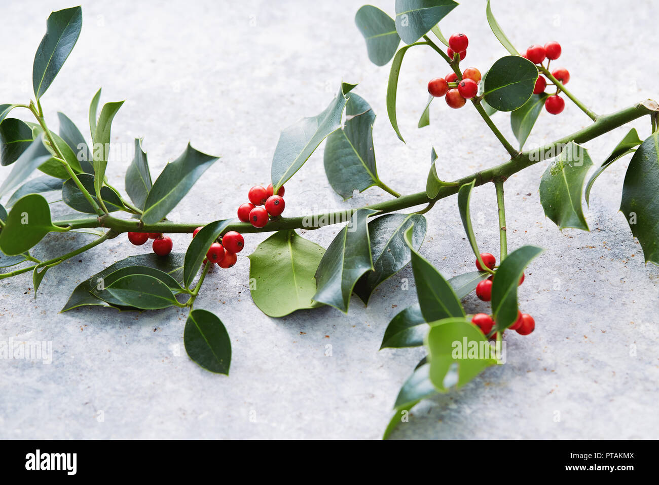 Weihnachtsschmuck, Holly Blätter mit roten Beeren. Die europäische Stechpalme (Ilex Aquifolium) Blätter und Früchte. Stockfoto