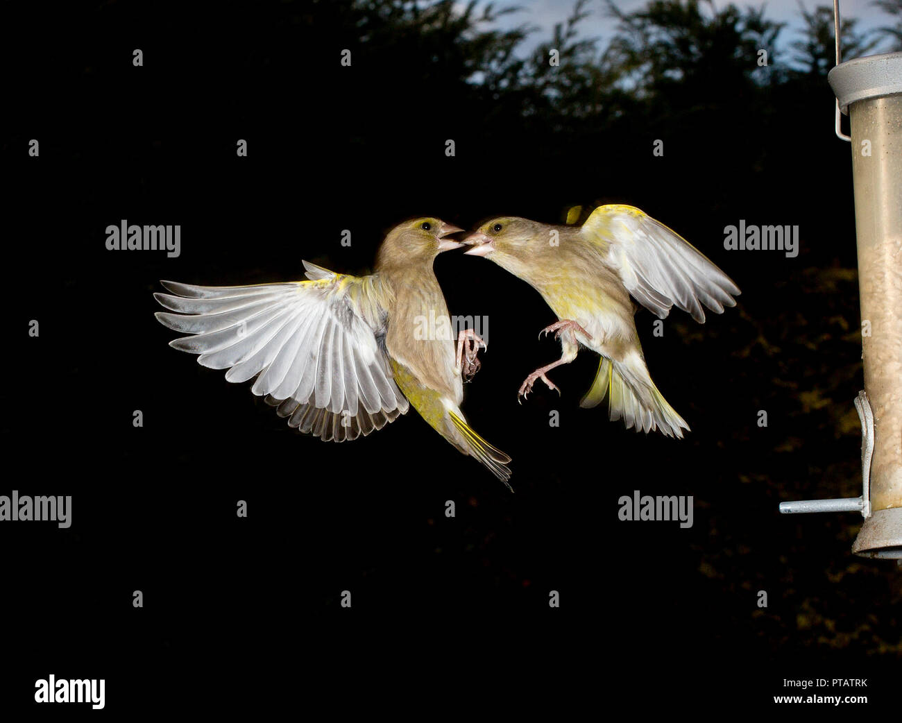 Grünfink, Carduelis carduelis, im Flug Kämpfe an einem Garten feeder gefangen Stockfoto