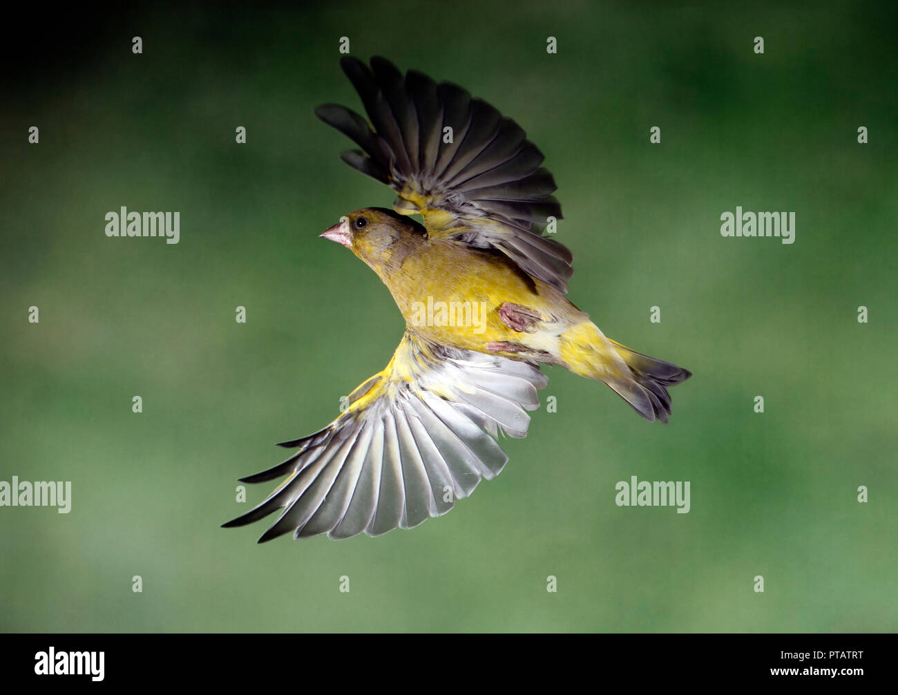 Grünfink, Carduelis carduelis, im Flug gefangen Stockfoto
