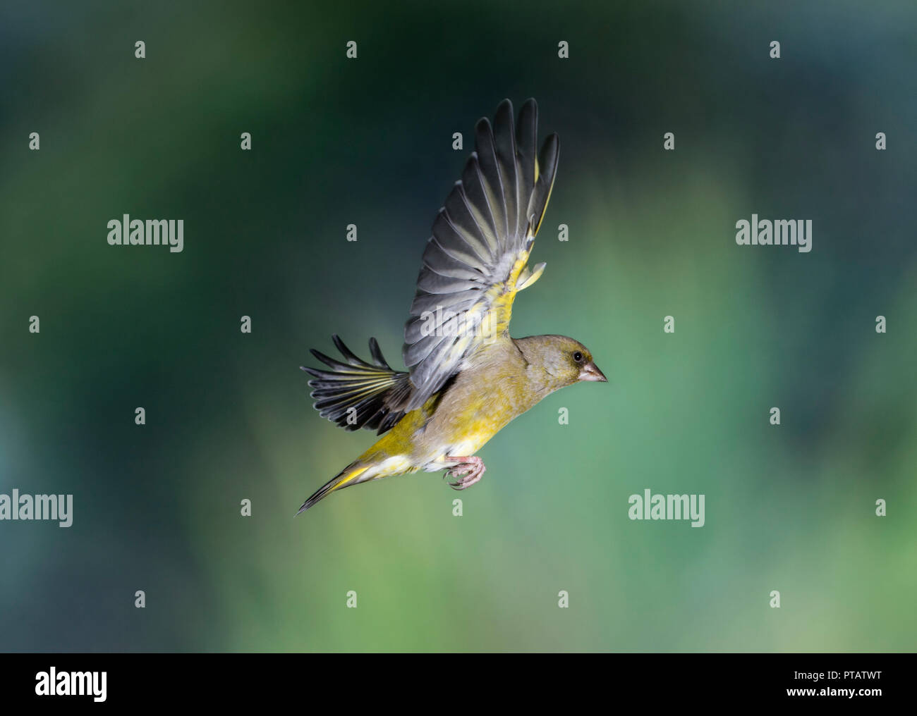 Grünfink, Carduelis carduelis, im Flug gefangen Stockfoto