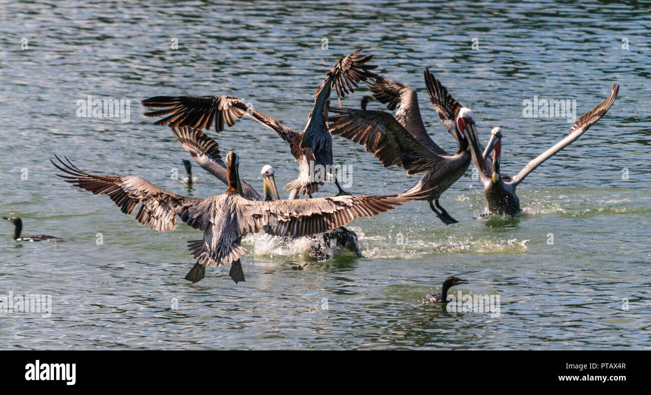 Eine große Gruppe der Kämpfenden Pelikane im Moss Landing State Wildlife Area, in der Monterrey Bay, Kalifornien Stockfoto