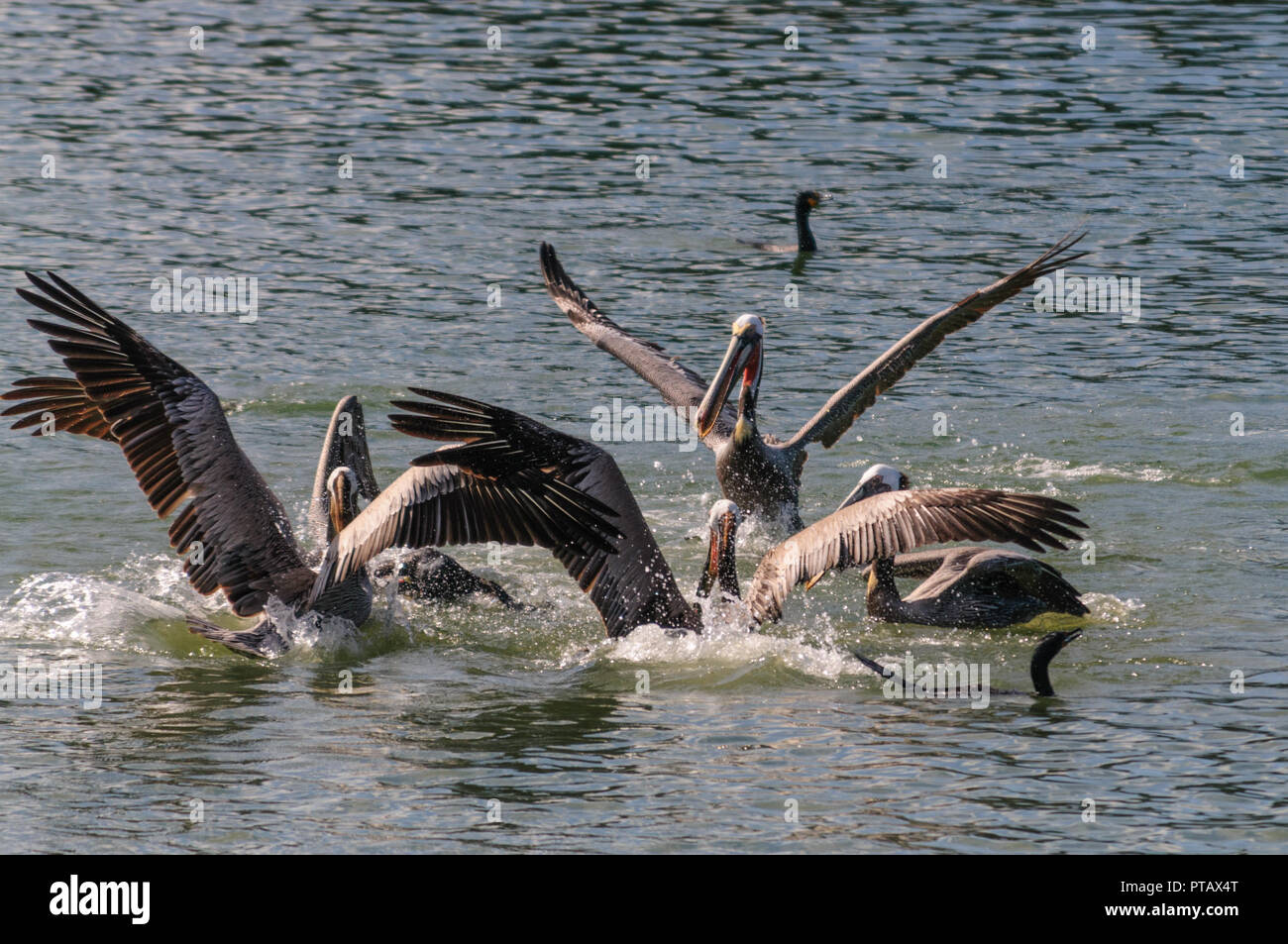 Eine große Gruppe der Kämpfenden Pelikane im Moss Landing State Wildlife Area, in der Monterrey Bay, Kalifornien Stockfoto