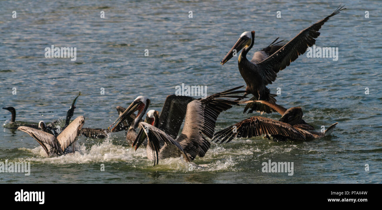 Eine große Gruppe der Kämpfenden Pelikane im Moss Landing State Wildlife Area, in der Monterrey Bay, Kalifornien Stockfoto