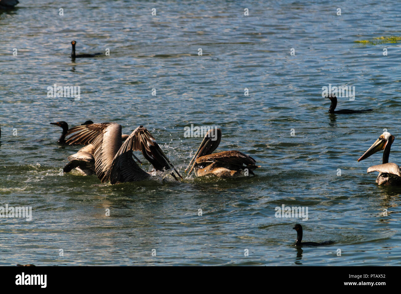 Eine große Gruppe der Kämpfenden Pelikane im Moss Landing State Wildlife Area, in der Monterrey Bay, Kalifornien Stockfoto