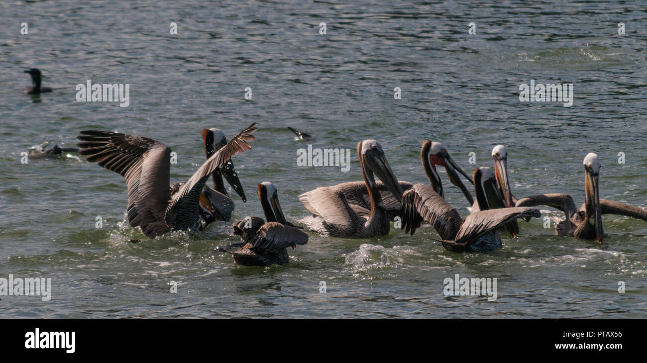 Eine große Gruppe der Kämpfenden Pelikane im Moss Landing State Wildlife Area, in der Monterrey Bay, Kalifornien Stockfoto