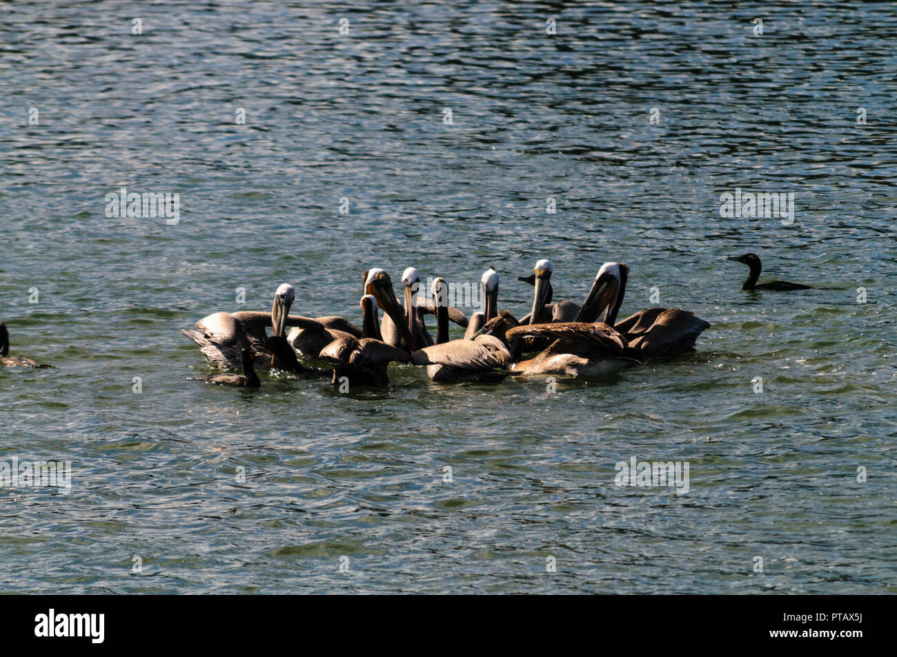 Eine große Gruppe der Kämpfenden Pelikane im Moss Landing State Wildlife Area, in der Monterrey Bay, Kalifornien Stockfoto